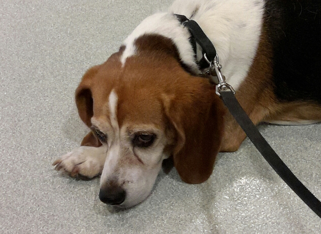 Микоплазмоз у собак - симптомы и лечение