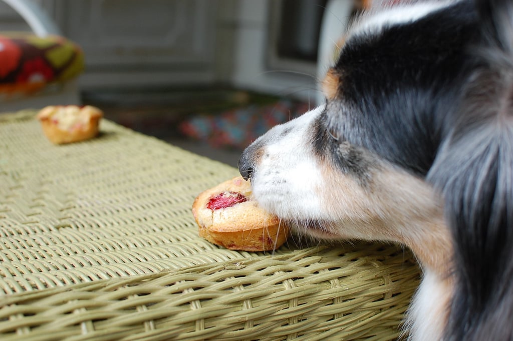 Сахарный диабет у собак - симптомы и лечение в домашних условиях